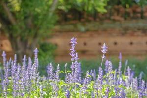 violet lavender in the garden field photo