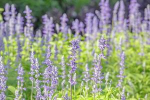 violet lavender in the garden field photo