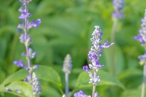 violet lavender in the garden field photo