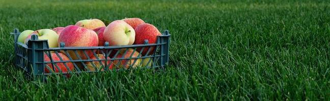 Red yellow apples in a plastic crate on the green grass. Harvesting fruit in garden at autumn, harvest festival season. Apples from organic farm. Template for advertising. photo