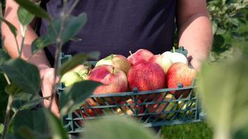 Farmer holding a plastic crate with freshly picked apples. Harvesting fruit in garden at autumn. Red apple from organic farm. Red yellow apples in a plastic crate. Template for advertising. Close-up. photo