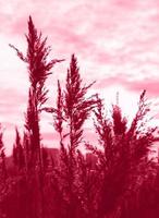 Golden reeds sway in the wind. Pattern with red colors. Minimal, stylish, trend concept. Golden sedge grass, dry reed, reed layer, reed seeds. Color Of The Year 2023 - Viva Magenta photo
