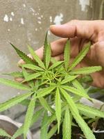 arbusto de cannabis verde con grandes hojas de marihuana con semillas de cáñamo. cultivo de cannabis para la producción de aceite de cbd, crema, con fines medicinales en medicina, alimentos para perros y gatos foto