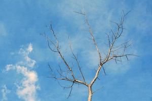 Deciduous trees in winter in Asia on the sky background. soft and selective focus. photo