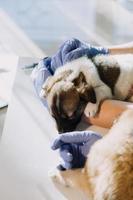 comprobando la respiración. veterinario masculino con uniforme de trabajo escuchando el aliento de un perro pequeño con un fonendoscopio en una clínica veterinaria. concepto de cuidado de mascotas foto