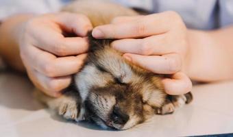 comprobando la respiración. veterinario masculino con uniforme de trabajo escuchando el aliento de un perro pequeño con un fonendoscopio en una clínica veterinaria. concepto de cuidado de mascotas foto