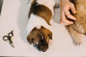 comprobando la respiración. veterinario masculino con uniforme de trabajo escuchando el aliento de un perro pequeño con un fonendoscopio en una clínica veterinaria. concepto de cuidado de mascotas foto