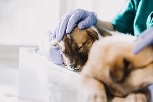 comprobando la respiración. veterinario masculino con uniforme de trabajo escuchando el aliento de un perro pequeño con un fonendoscopio en una clínica veterinaria. concepto de cuidado de mascotas foto