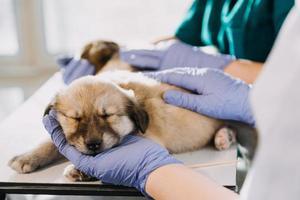 Checking the breath. Male veterinarian in work uniform listening to the breath of a small dog with a phonendoscope in veterinary clinic. Pet care concept photo