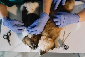 Checking the breath. Male veterinarian in work uniform listening to the breath of a small dog with a phonendoscope in veterinary clinic. Pet care concept photo