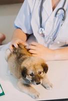 Checking the breath. Male veterinarian in work uniform listening to the breath of a small dog with a phonendoscope in veterinary clinic. Pet care concept photo