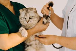 Checking the breath. Male veterinarian in work uniform listening to the breath of a small dog with a phonendoscope in veterinary clinic. Pet care concept photo