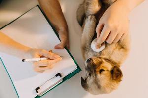 comprobando la respiración. veterinario masculino con uniforme de trabajo escuchando el aliento de un perro pequeño con un fonendoscopio en una clínica veterinaria. concepto de cuidado de mascotas foto