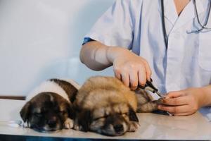 comprobando la respiración. veterinario masculino con uniforme de trabajo escuchando el aliento de un perro pequeño con un fonendoscopio en una clínica veterinaria. concepto de cuidado de mascotas foto