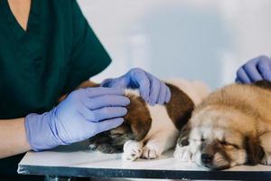 Checking the breath. Male veterinarian in work uniform listening to the breath of a small dog with a phonendoscope in veterinary clinic. Pet care concept photo