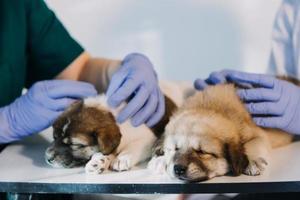 Checking the breath. Male veterinarian in work uniform listening to the breath of a small dog with a phonendoscope in veterinary clinic. Pet care concept photo