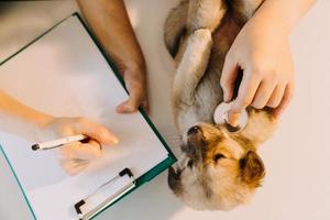 comprobando la respiración. veterinario masculino con uniforme de trabajo escuchando el aliento de un perro pequeño con un fonendoscopio en una clínica veterinaria. concepto de cuidado de mascotas foto