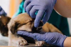 comprobando la respiración. veterinario masculino con uniforme de trabajo escuchando el aliento de un perro pequeño con un fonendoscopio en una clínica veterinaria. concepto de cuidado de mascotas foto