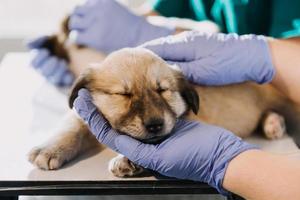 Checking the breath. Male veterinarian in work uniform listening to the breath of a small dog with a phonendoscope in veterinary clinic. Pet care concept photo