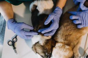 Checking the breath. Male veterinarian in work uniform listening to the breath of a small dog with a phonendoscope in veterinary clinic. Pet care concept photo