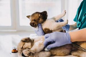 Checking the breath. Male veterinarian in work uniform listening to the breath of a small dog with a phonendoscope in veterinary clinic. Pet care concept photo