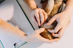 Checking the breath. Male veterinarian in work uniform listening to the breath of a small dog with a phonendoscope in veterinary clinic. Pet care concept photo