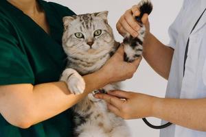 Checking the breath. Male veterinarian in work uniform listening to the breath of a small dog with a phonendoscope in veterinary clinic. Pet care concept photo