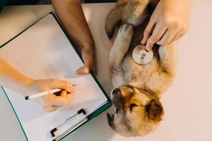 comprobando la respiración. veterinario masculino con uniforme de trabajo escuchando el aliento de un perro pequeño con un fonendoscopio en una clínica veterinaria. concepto de cuidado de mascotas foto