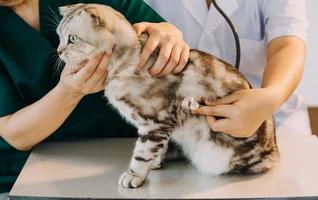 Checking the breath. Male veterinarian in work uniform listening to the breath of a small dog with a phonendoscope in veterinary clinic. Pet care concept photo