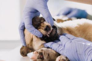 Checking the breath. Male veterinarian in work uniform listening to the breath of a small dog with a phonendoscope in veterinary clinic. Pet care concept photo