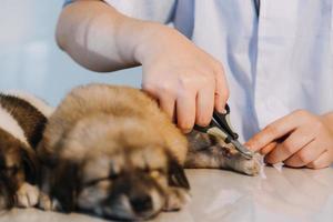 Checking the breath. Male veterinarian in work uniform listening to the breath of a small dog with a phonendoscope in veterinary clinic. Pet care concept photo