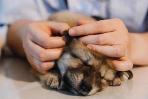 comprobando la respiración. veterinario masculino con uniforme de trabajo escuchando el aliento de un perro pequeño con un fonendoscopio en una clínica veterinaria. concepto de cuidado de mascotas foto