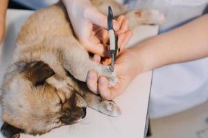 Checking the breath. Male veterinarian in work uniform listening to the breath of a small dog with a phonendoscope in veterinary clinic. Pet care concept photo