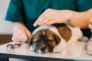 Checking the breath. Male veterinarian in work uniform listening to the breath of a small dog with a phonendoscope in veterinary clinic. Pet care concept photo