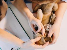 comprobando la respiración. veterinario masculino con uniforme de trabajo escuchando el aliento de un perro pequeño con un fonendoscopio en una clínica veterinaria. concepto de cuidado de mascotas foto