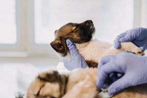 comprobando la respiración. veterinario masculino con uniforme de trabajo escuchando el aliento de un perro pequeño con un fonendoscopio en una clínica veterinaria. concepto de cuidado de mascotas foto