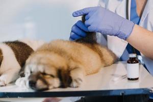 Checking the breath. Male veterinarian in work uniform listening to the breath of a small dog with a phonendoscope in veterinary clinic. Pet care concept photo