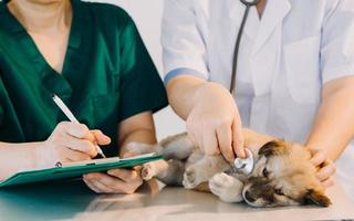 comprobando la respiración. veterinario masculino con uniforme de trabajo escuchando el aliento de un perro pequeño con un fonendoscopio en una clínica veterinaria. concepto de cuidado de mascotas foto