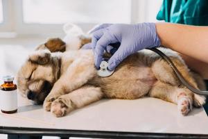 comprobando la respiración. veterinario masculino con uniforme de trabajo escuchando el aliento de un perro pequeño con un fonendoscopio en una clínica veterinaria. concepto de cuidado de mascotas foto
