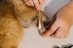 Checking the breath. Male veterinarian in work uniform listening to the breath of a small dog with a phonendoscope in veterinary clinic. Pet care concept photo