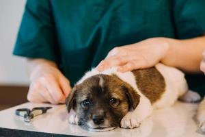 Checking the breath. Male veterinarian in work uniform listening to the breath of a small dog with a phonendoscope in veterinary clinic. Pet care concept photo