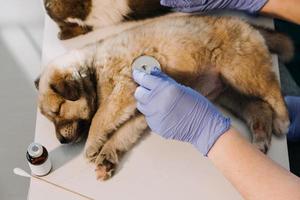 comprobando la respiración. veterinario masculino con uniforme de trabajo escuchando el aliento de un perro pequeño con un fonendoscopio en una clínica veterinaria. concepto de cuidado de mascotas foto