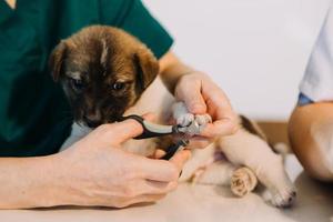 Checking the breath. Male veterinarian in work uniform listening to the breath of a small dog with a phonendoscope in veterinary clinic. Pet care concept photo