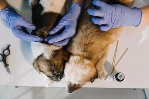 Checking the breath. Male veterinarian in work uniform listening to the breath of a small dog with a phonendoscope in veterinary clinic. Pet care concept photo