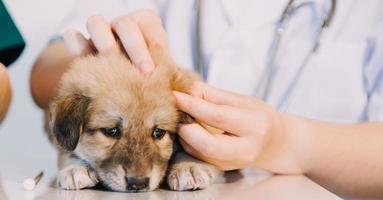 Checking the breath. Male veterinarian in work uniform listening to the breath of a small dog with a phonendoscope in veterinary clinic. Pet care concept photo