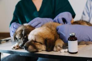 Checking the breath. Male veterinarian in work uniform listening to the breath of a small dog with a phonendoscope in veterinary clinic. Pet care concept photo