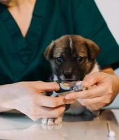 comprobando la respiración. veterinario masculino con uniforme de trabajo escuchando el aliento de un perro pequeño con un fonendoscopio en una clínica veterinaria. concepto de cuidado de mascotas foto