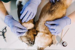 Checking the breath. Male veterinarian in work uniform listening to the breath of a small dog with a phonendoscope in veterinary clinic. Pet care concept photo