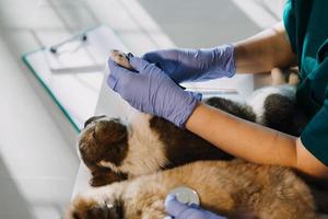 Checking the breath. Male veterinarian in work uniform listening to the breath of a small dog with a phonendoscope in veterinary clinic. Pet care concept photo