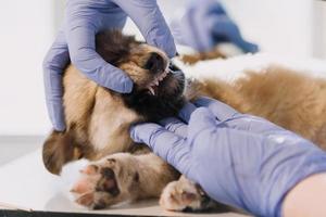 comprobando la respiración. veterinario masculino con uniforme de trabajo escuchando el aliento de un perro pequeño con un fonendoscopio en una clínica veterinaria. concepto de cuidado de mascotas foto